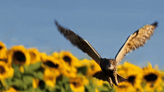 Animierte, landende Eule – Eyecatcher